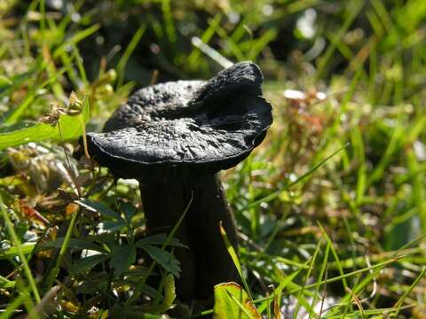 Hygrocybe ovina (Bull.) Kühner 1926的圖片