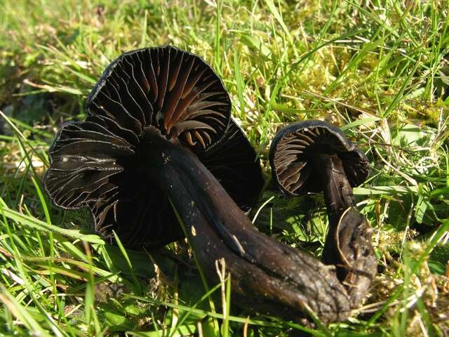 Imagem de Hygrocybe ovina (Bull.) Kühner 1926