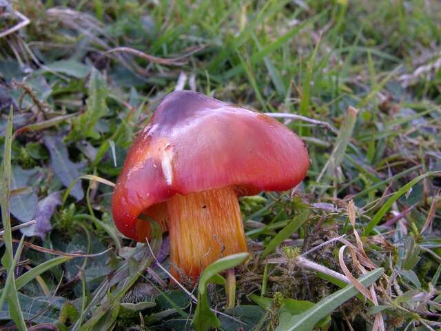 Image of Scarlet Waxy Cap