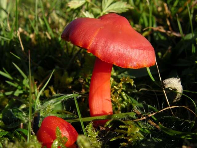 Sivun Hygrocybe splendidissima (P. D. Orton) M. M. Moser 1967 kuva