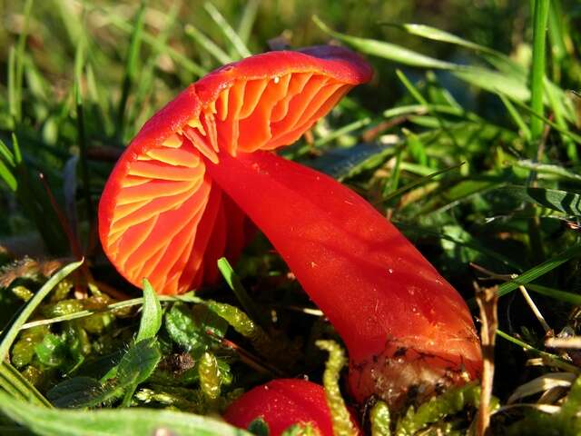 Sivun Hygrocybe splendidissima (P. D. Orton) M. M. Moser 1967 kuva