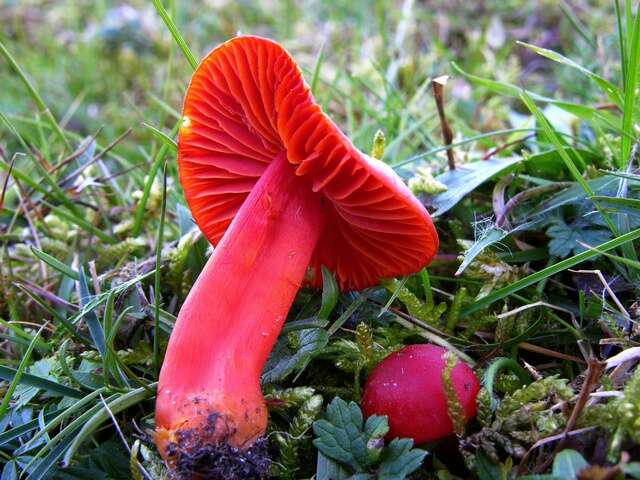 Sivun Hygrocybe splendidissima (P. D. Orton) M. M. Moser 1967 kuva