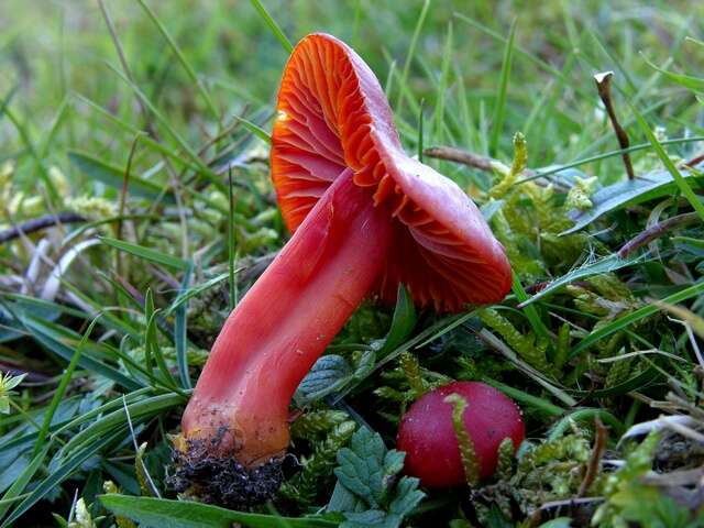 Sivun Hygrocybe splendidissima (P. D. Orton) M. M. Moser 1967 kuva