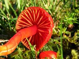 Sivun Hygrocybe splendidissima (P. D. Orton) M. M. Moser 1967 kuva