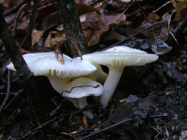 Image of Cuphophyllus virgineus (Wulfen) Kovalenko 1989