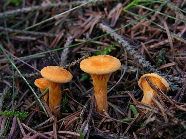 صورة Hygrophoropsidaceae