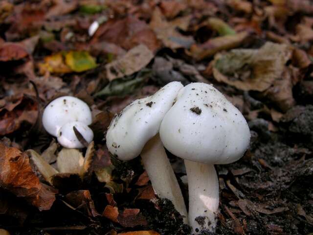 Слика од Hygrophorus