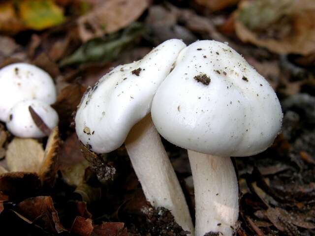 Слика од Hygrophorus