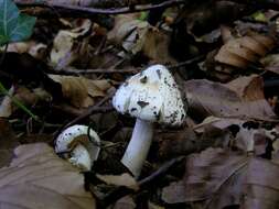 Inocybe geophylla (Bull.) P. Kumm. 1871 resmi