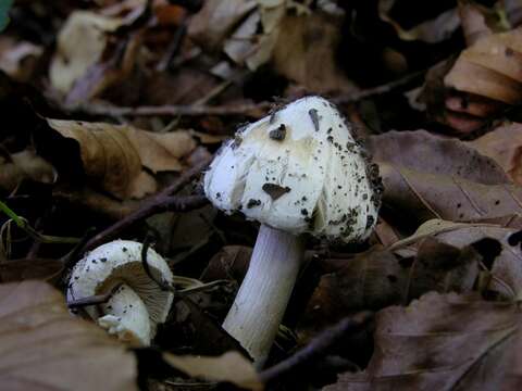 صورة Inocybe geophylla (Bull.) P. Kumm. 1871