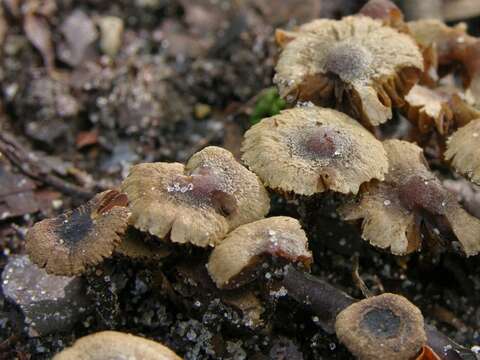 Image of Inocybe petiginosa (Fr.) Gillet 1876