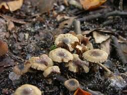 Image of Inocybe petiginosa (Fr.) Gillet 1876