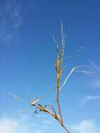 Image of fall panicgrass