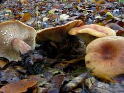 Image of Lactarius rubrocinctus Fr. 1863