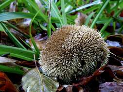 Image of Lycoperdon