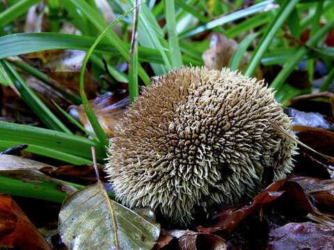 Image de Lycoperdon