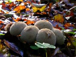 Image of Lycoperdon