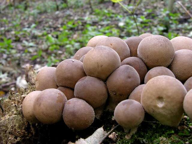 Image of Lycoperdon