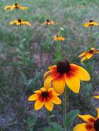 Image of coneflower