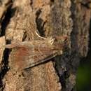 Image of Mesoligia literosa Haworth 1809