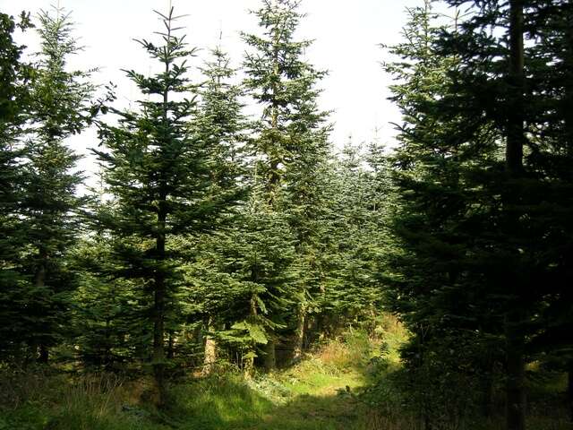 Image of Fir