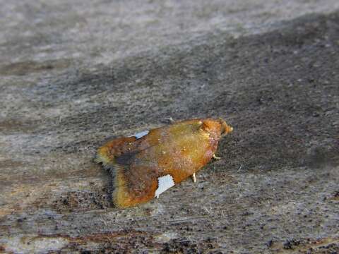 Image of Acleris