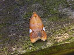 Image of Acleris