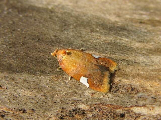 Image of Acleris