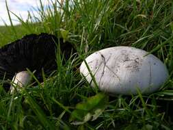 Plancia ëd Agaricus urinascens (Jul. Schäff. & F. H. Møller) Singer 1951