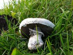 Plancia ëd Agaricus urinascens (Jul. Schäff. & F. H. Møller) Singer 1951