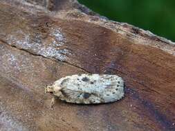 Imagem de Agonopterix