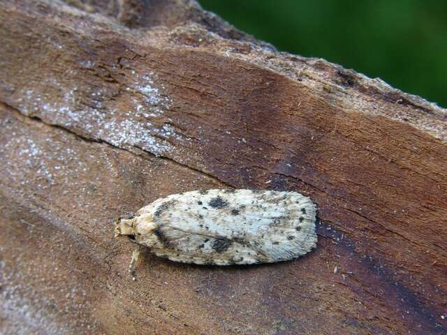 Image of Agonopterix