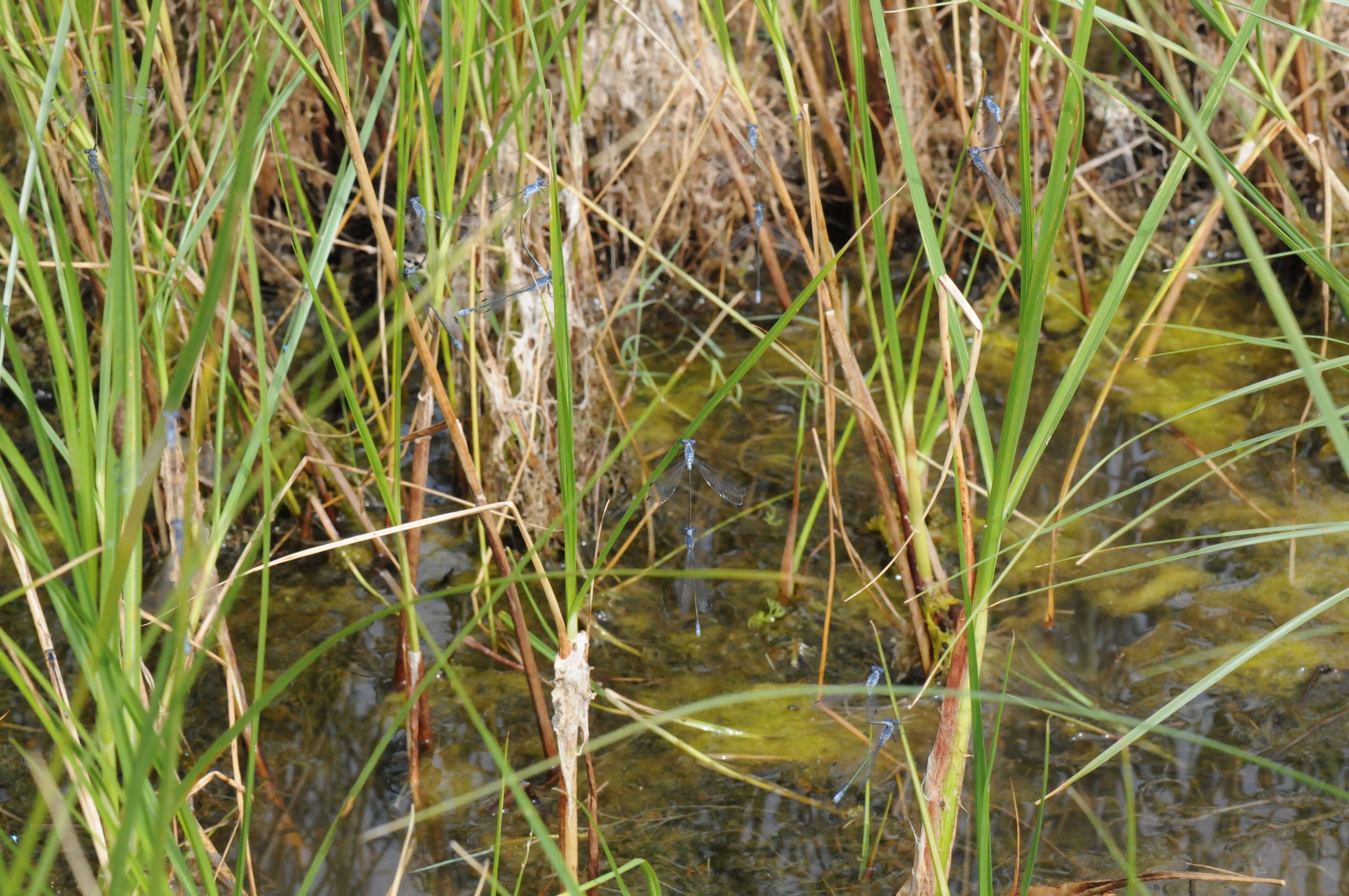 Image of Dark Spreadwing