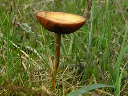 Imagem de Agrocybe