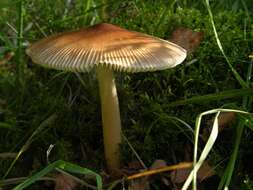 Image of Amanita