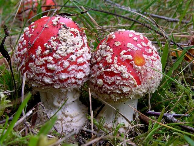 Image of Amanita