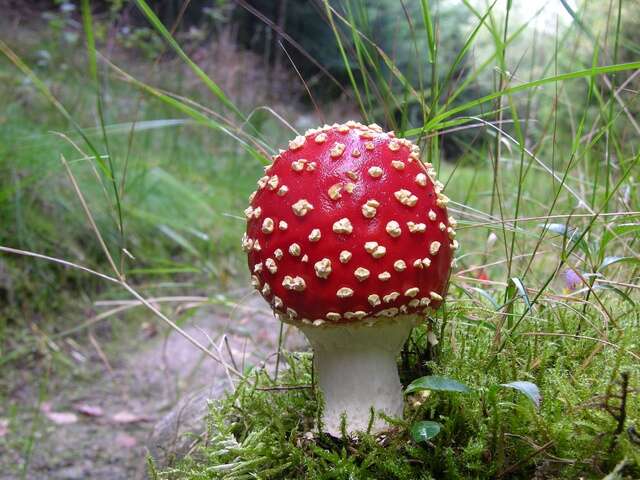 Image of Amanita