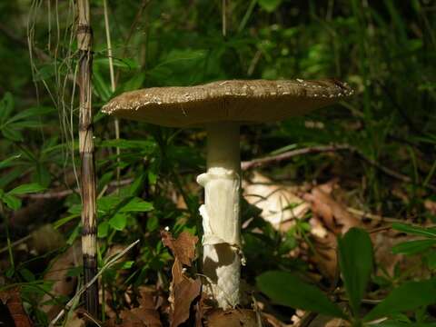 Image of Amanita