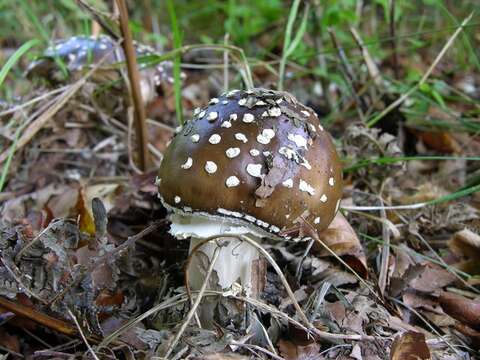 Image of Amanita