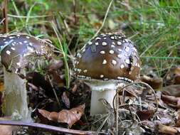 Image of Amanita