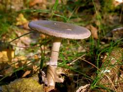 Plancia ëd <i>Amanita porphyrea</i>