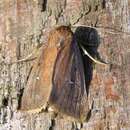 Image of twin-spotted wainscot