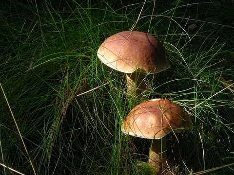 Image of Boletus pinophilus Pilát & Dermek 1973