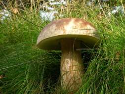 Image of Boletus pinophilus Pilát & Dermek 1973