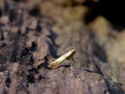 Image of Caloptilia robustella Jäckh 1972