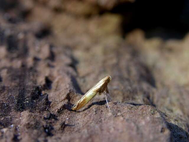 Image of Caloptilia robustella Jäckh 1972