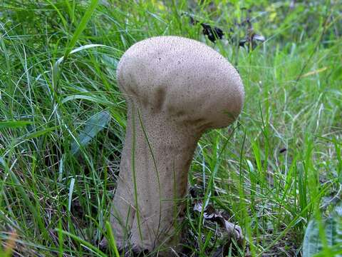 Image of Lycoperdon