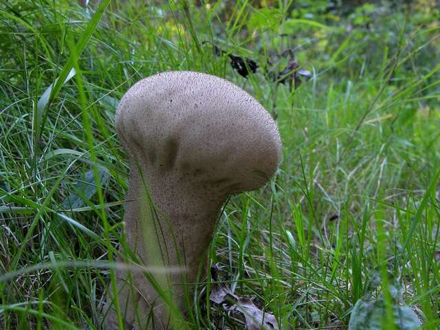 Image of Lycoperdon