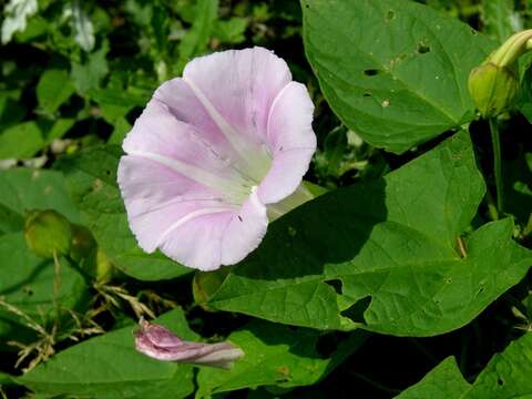 Image of Hairy Bindweed