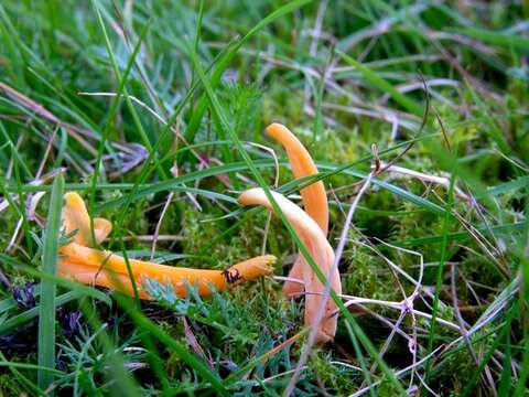 Image of Clavulinopsis luteoalba (Rea) Corner 1950